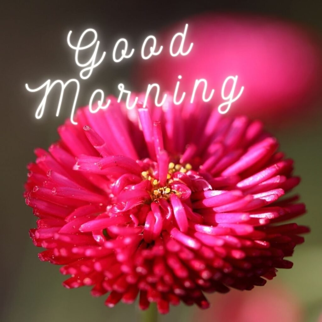 Big pink flower with blue effect background good morning quote is placed