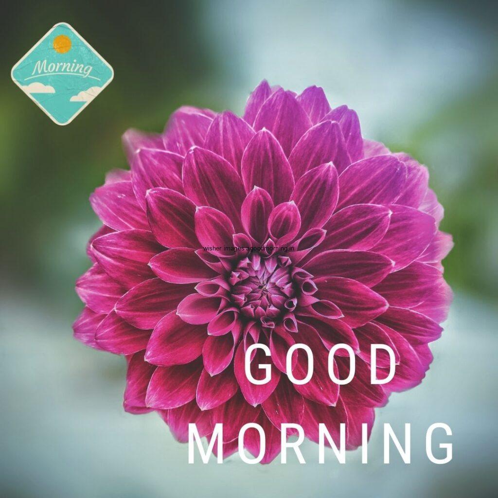 Free 50+ Good Morning flowers images for your loved ones 17 Big pink flowers with good morning quote is placed