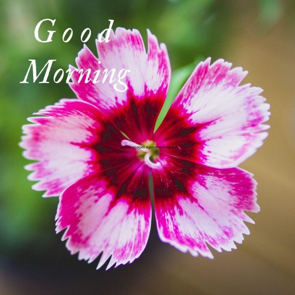 Big pink flowers with green and brown background good morning quote is placed