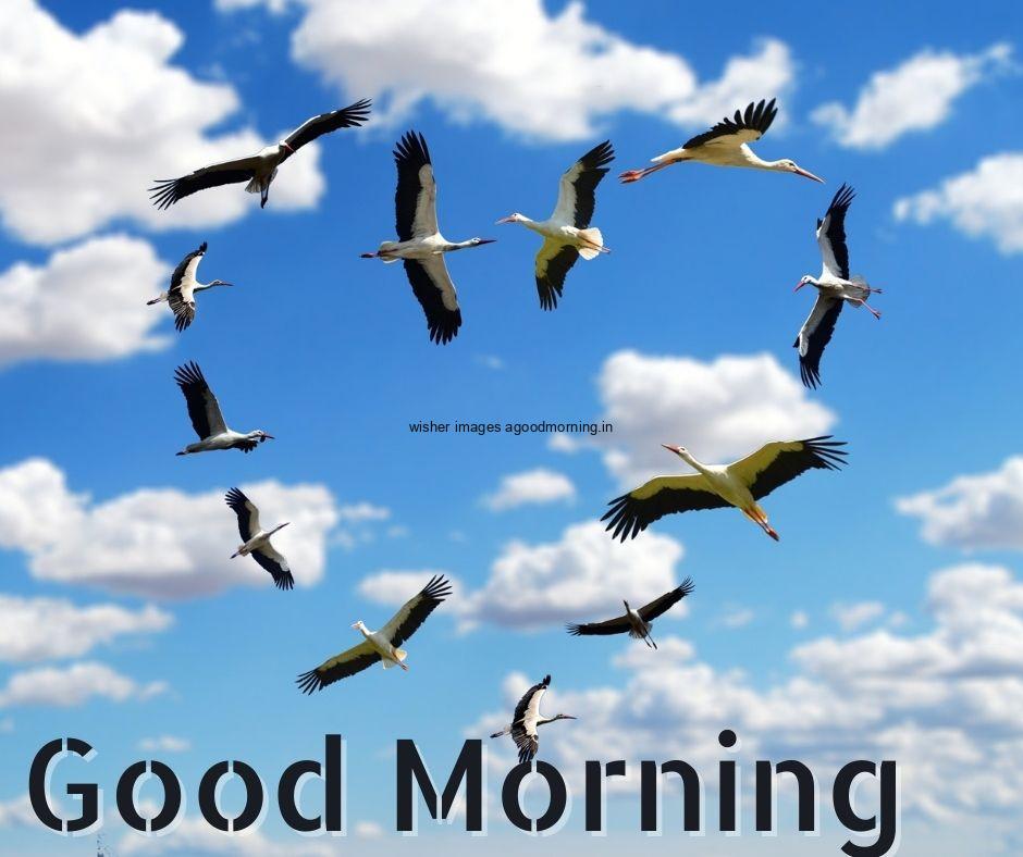 Birds creates the heart shape with blue sky text good morning image