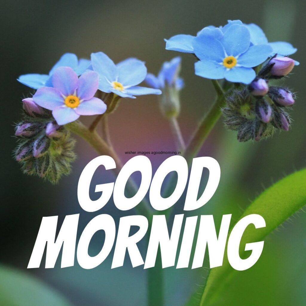 Blue flower with green background good morning quote is placed with white colour