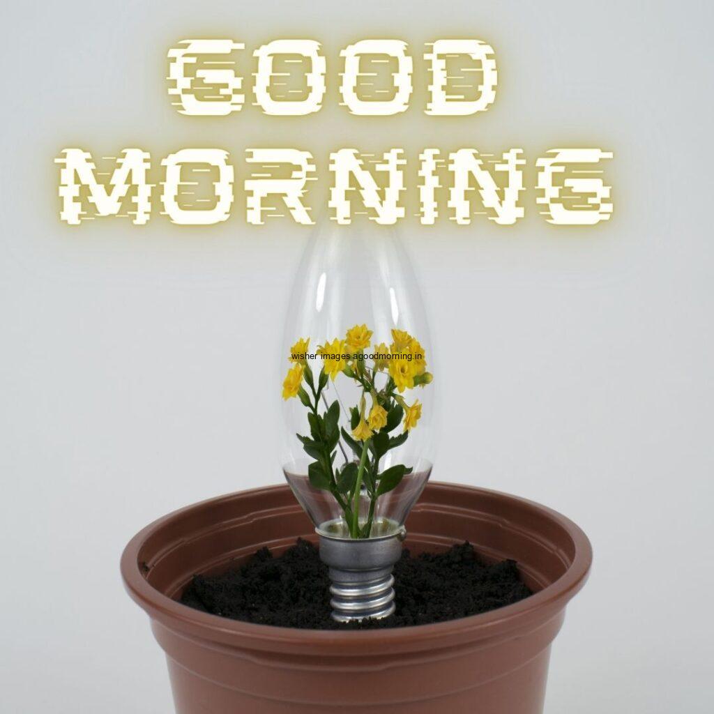 Brown gamal in the yellow flower good morning quote is placed