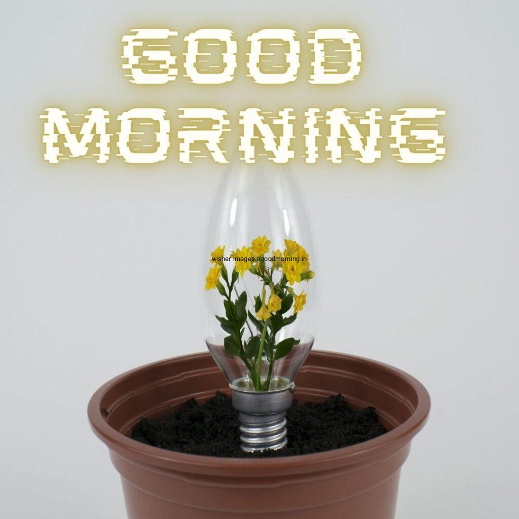 Free 50+ Good Morning flowers images for your loved ones 25 Brown gamal in the yellow flower good morning quote is placed