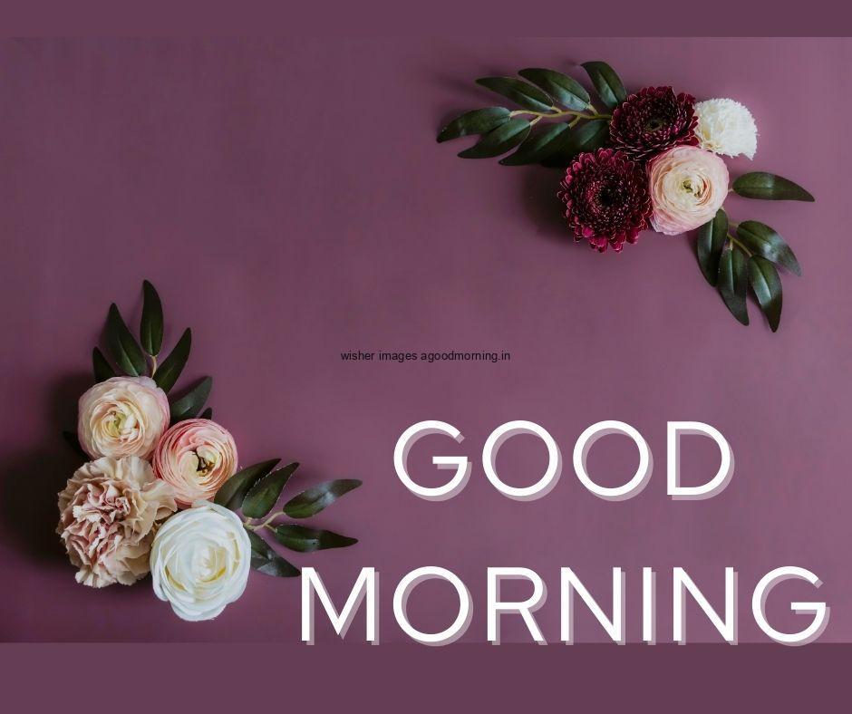 Dark purple background pink with yellow flowers with leaf good morning flower image good morning text with white