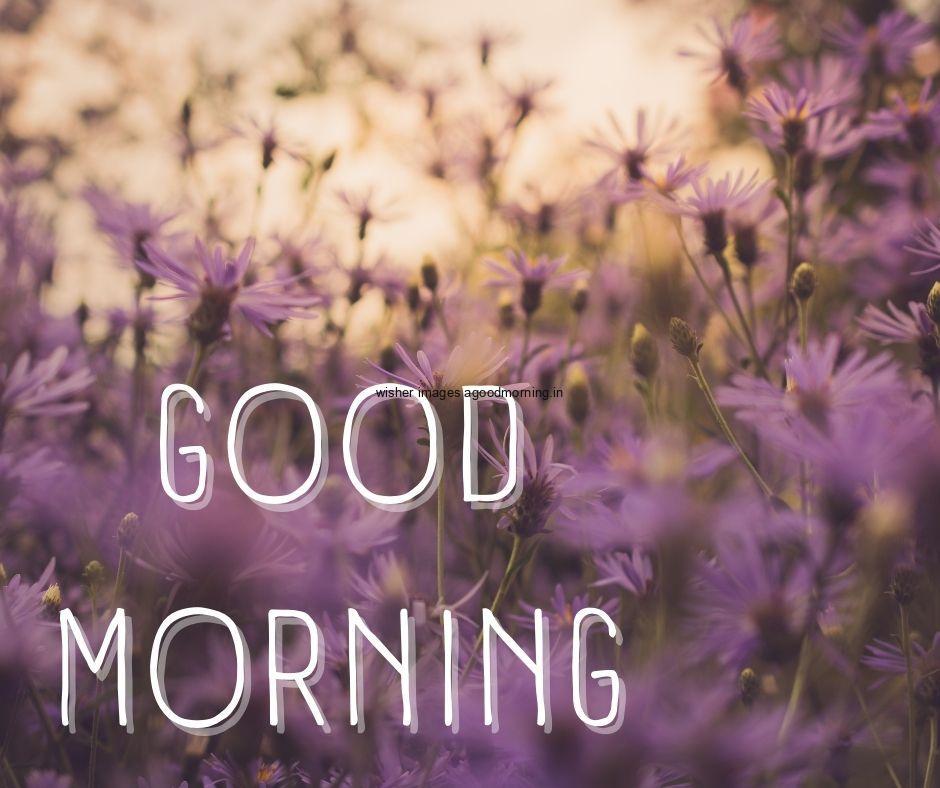 Flowers with sun lights background purple flowers with leaf good morning flower image good morning text with white