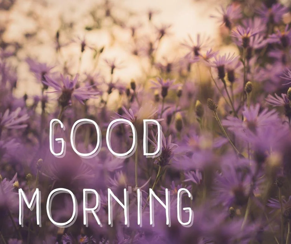 70+ Good Morning Flower Images 20 Flowers with sun lights background purple flowers with leaf good morning flower image good morning text with white