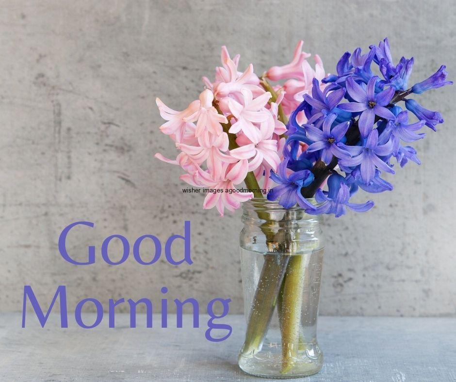 glass vase with blue and pink flowers with grey background good morning flowers image