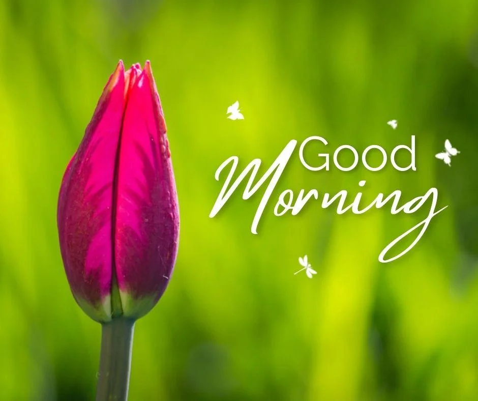 Green background with mahroon colour flower good morning quote is placed