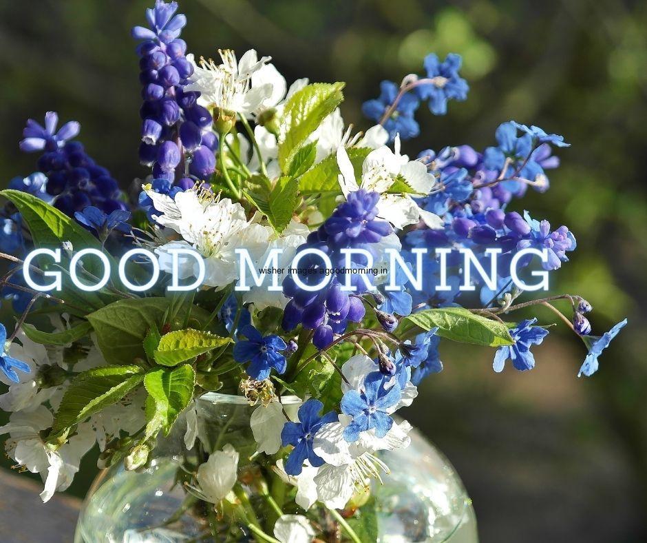 green-background-with-transprant-vase-and-beautiful-blue-and-white-flowers-good-morning-flower-images-quote-is-placed 60+ Good Morning Flowers images download & share