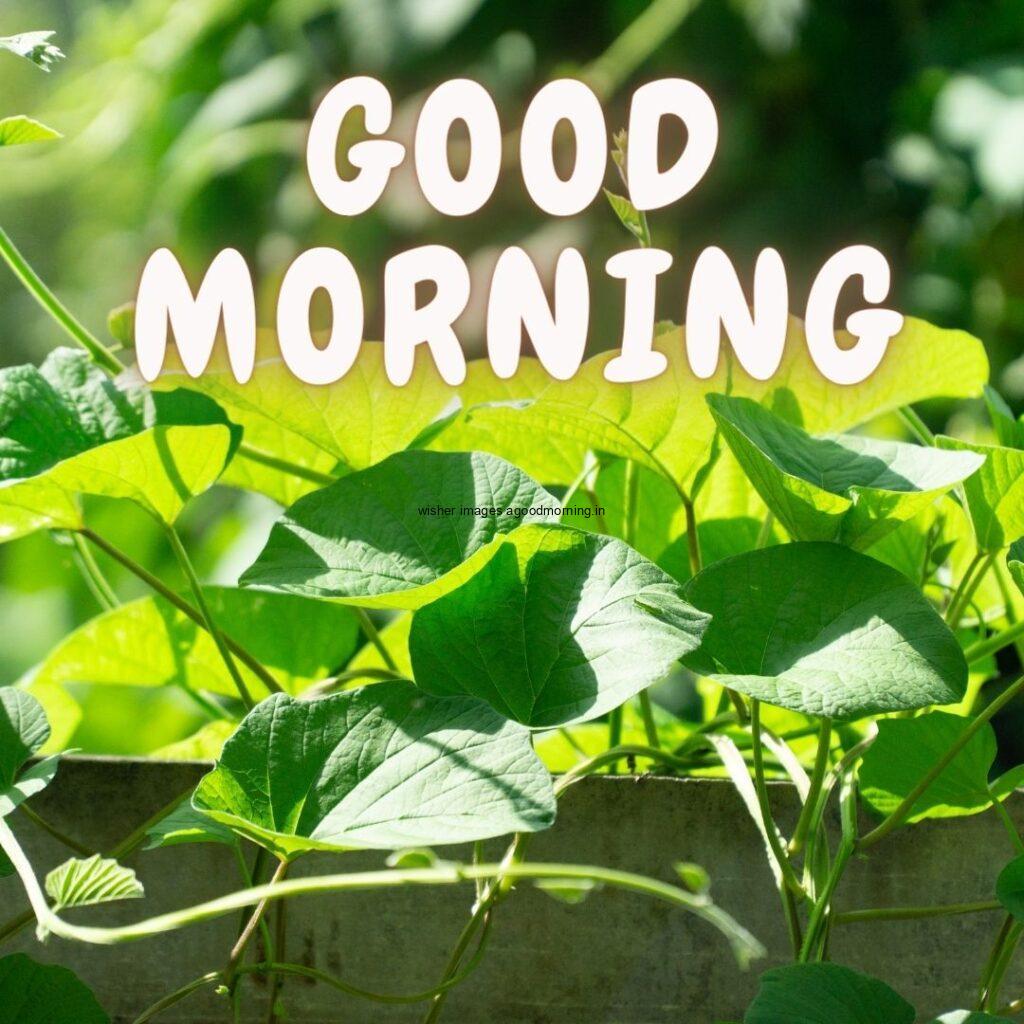 Green leaf on sun light good morning quote is placed