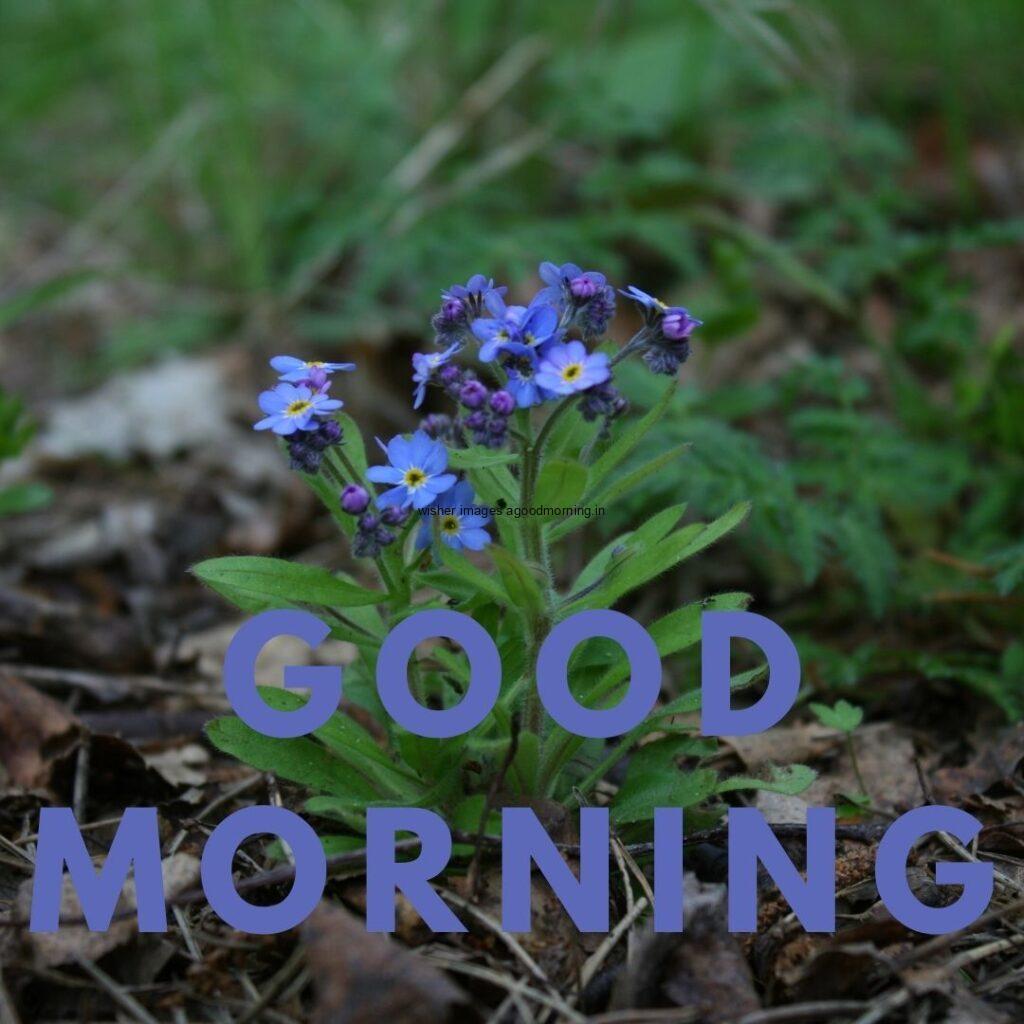 Green leaf with blue flower in the ground good morning quote is placed