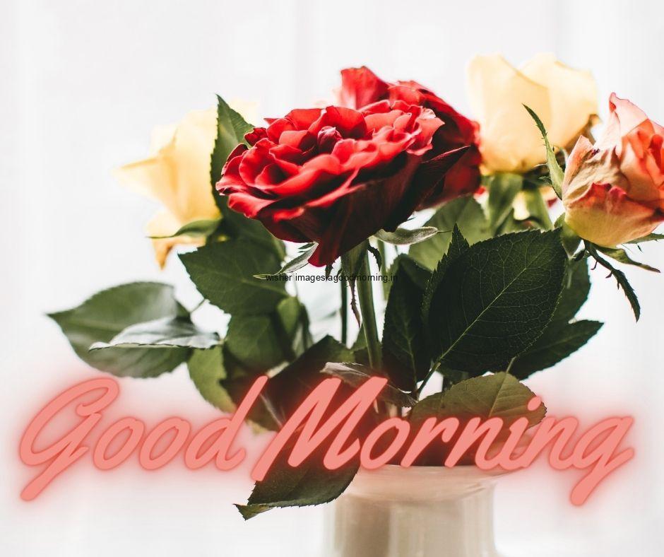 Grey background with blue vase and red and yellow beautiful flowers good morning flower images quote is placed