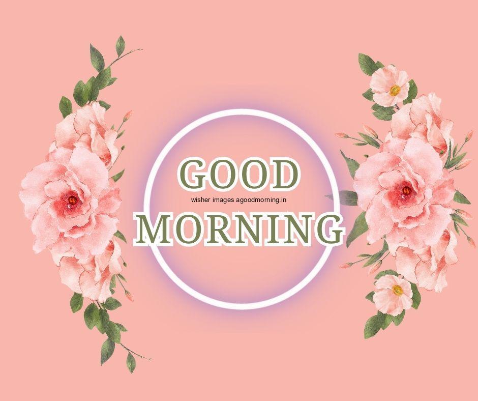 light pink with orange background pinks flowers with leaf good morning flower image good morning text with black