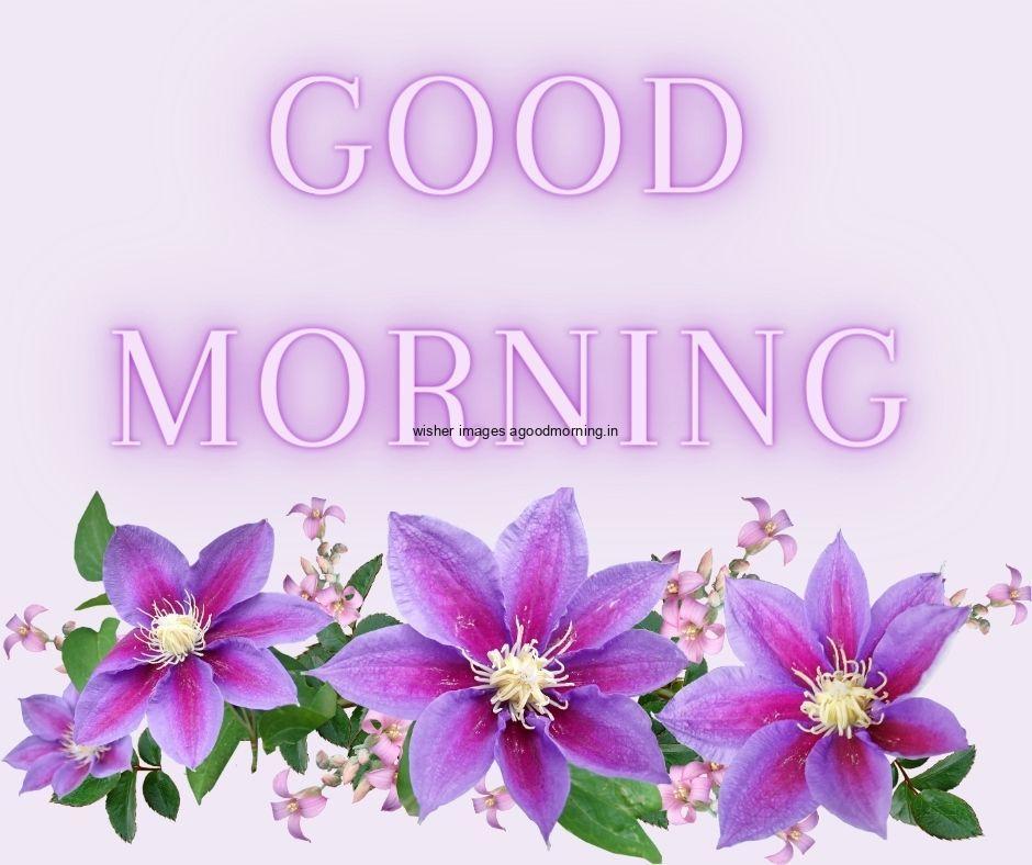 light purple with grey background purple flowers with Green leaf good morning flower image good morning text with purple