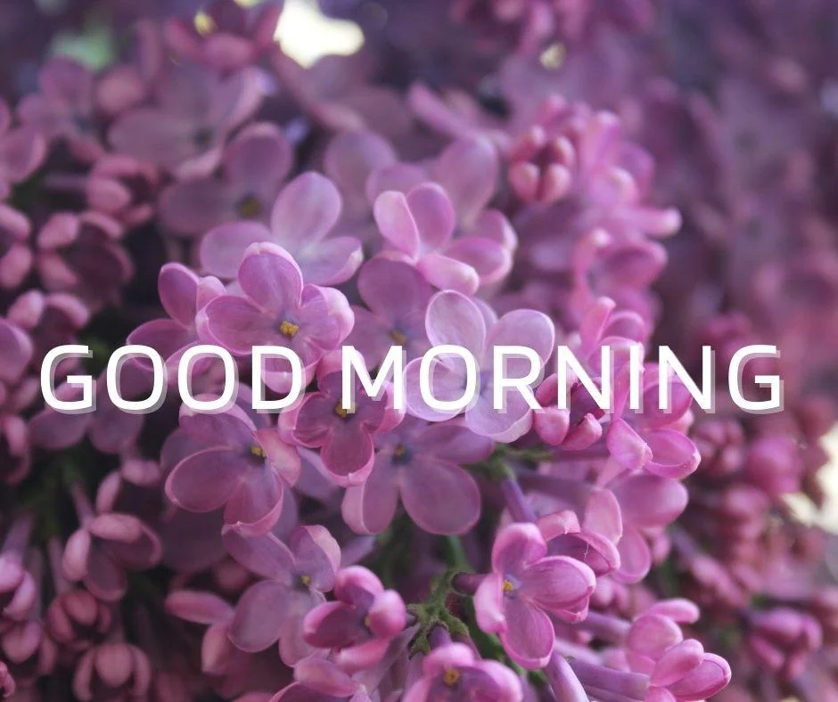 70+ Good Morning Flower Images 50 little purple flowers the background good morning flower image good morning text with white