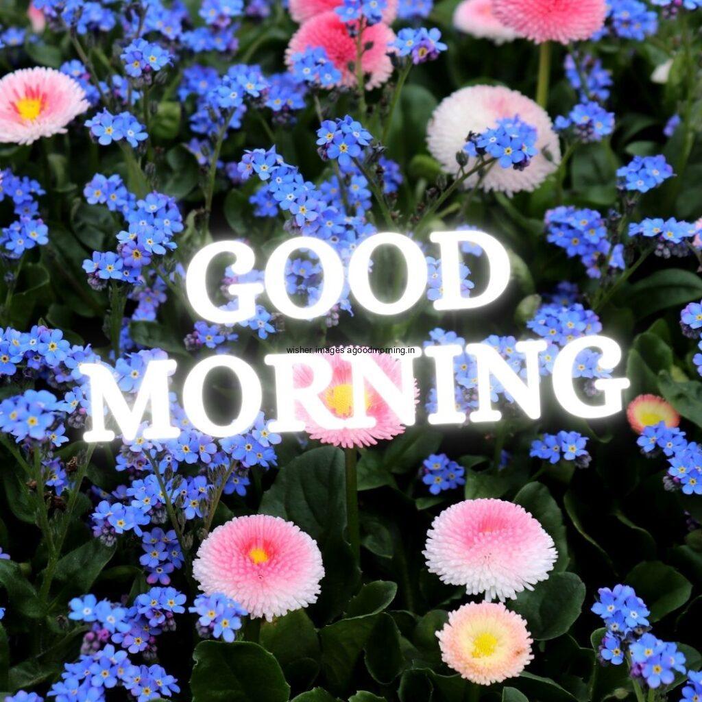 Many blue flower with green background good morning quote is placed with white colour.jpg