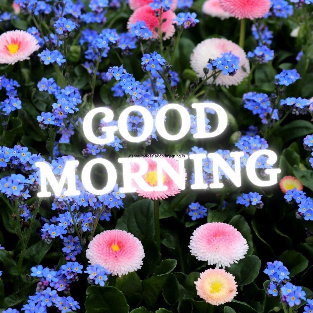 Free 50+ Good Morning flowers images for your loved ones 43 Many blue flower with green background good morning quote is placed with white colour.jpg