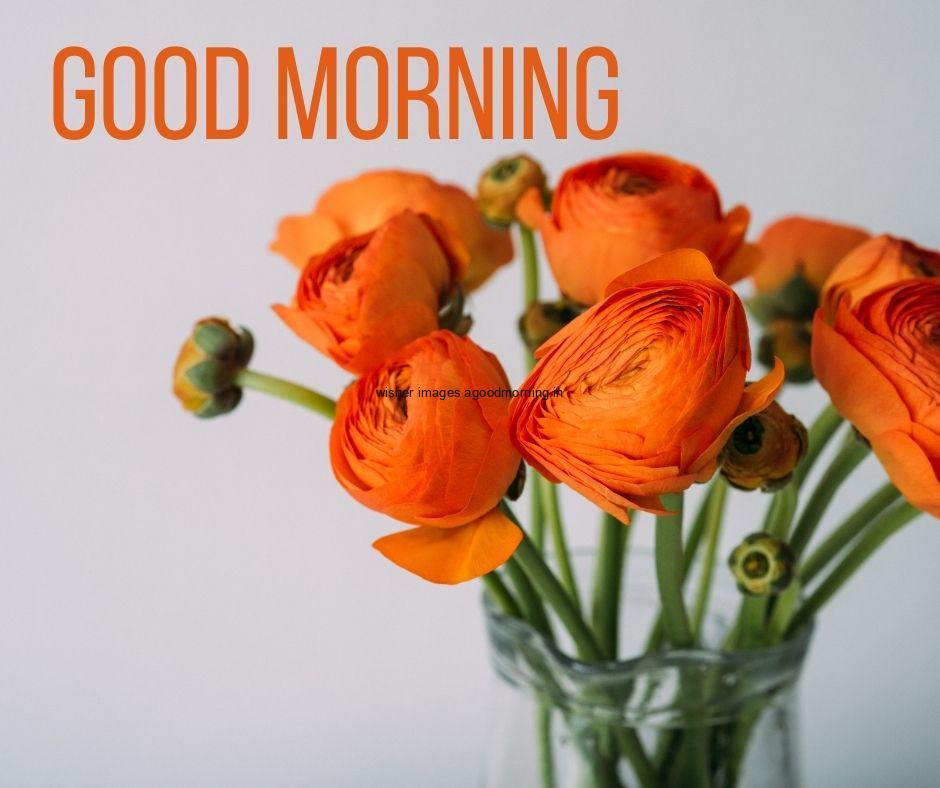 orange flowers in the glass vase with grey background good morning flower image