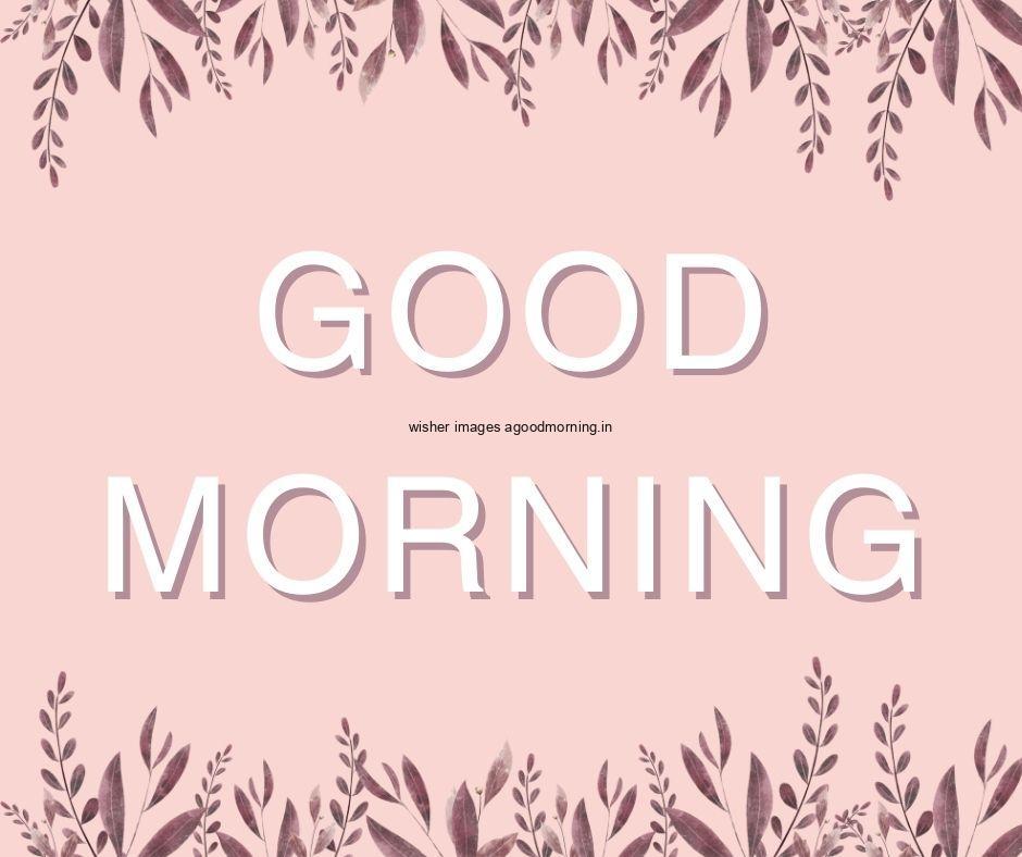 Pink background purple leaf good morning flower image good morning text with white