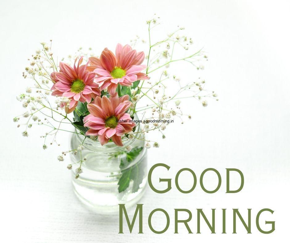 pink flowers in the vase with water good morning flower image white background