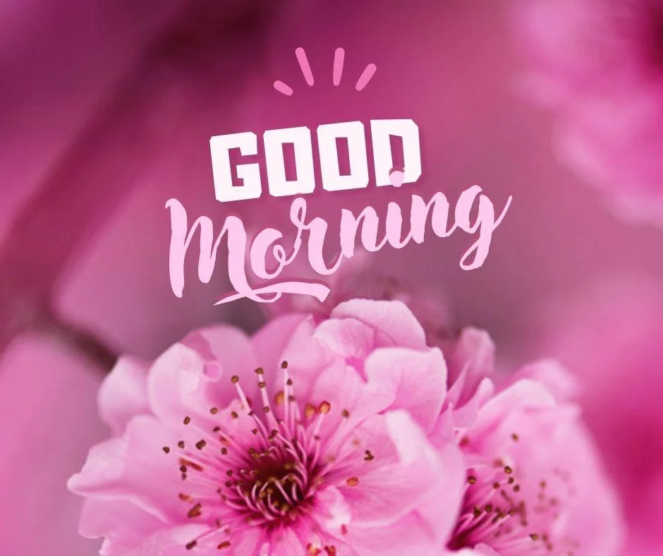 Pink flowers with pink background good morning quote is placed