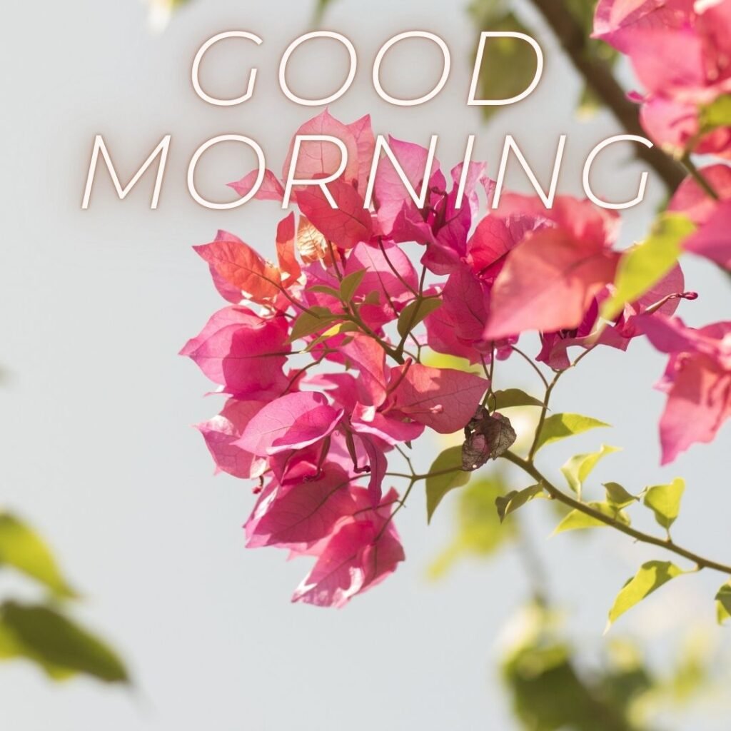 Pink flowers with sky blue background good morning quote is placed