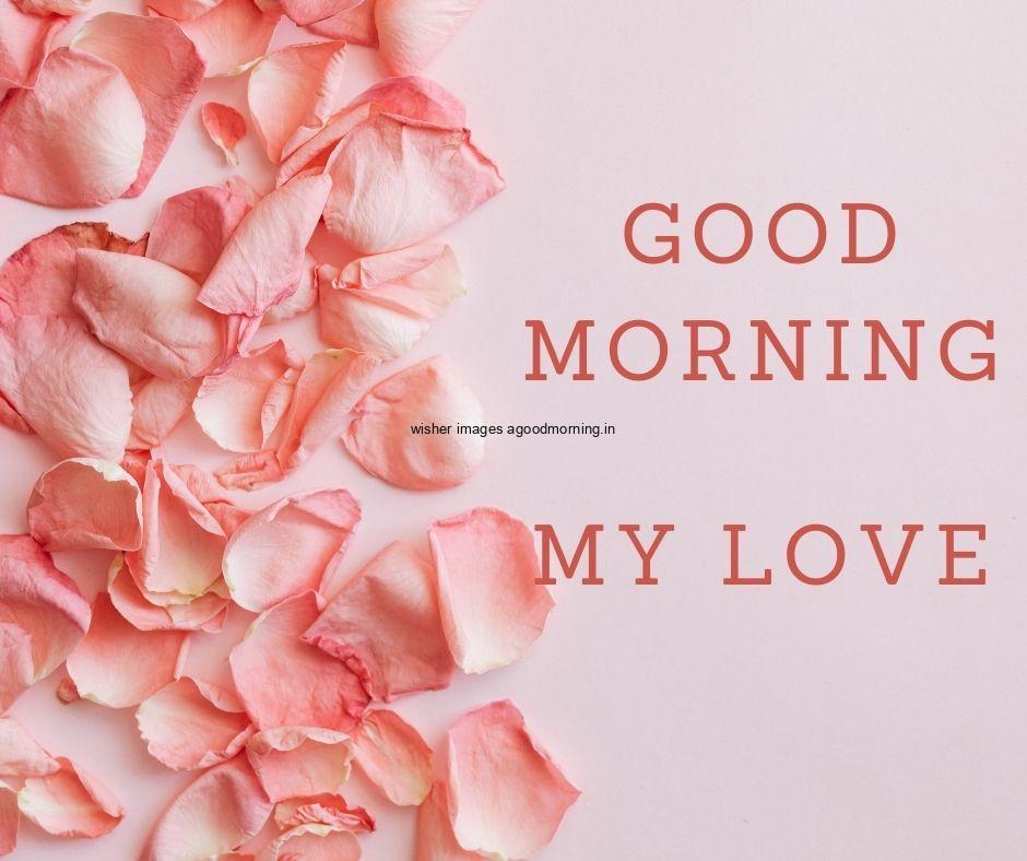 50+ Good Morning Love HD Images Download & share 6 pink roses with pink background good morning quote is placed for girlfriends