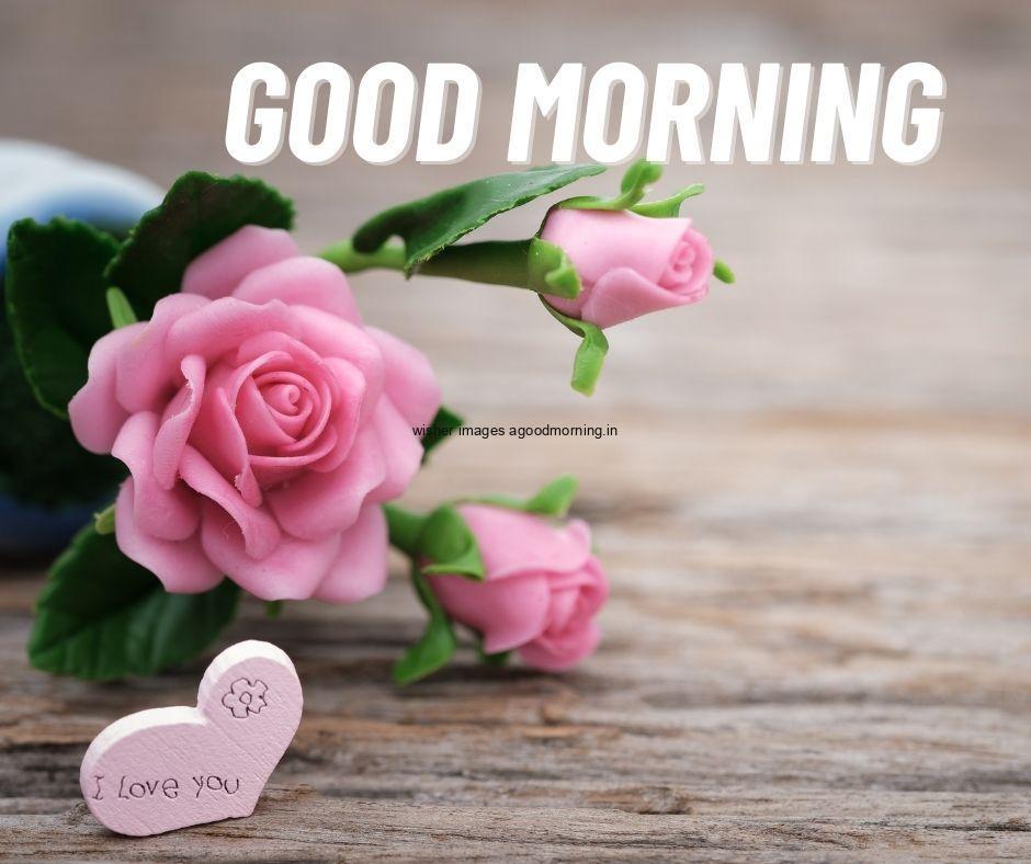 Pinks rose placed on floor with green leaves good morning quote is placed with white colour