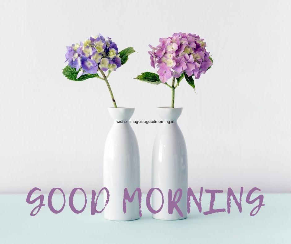 purple-flowers-in-white-vase-white-background-with-purple-good-morning-flower-images 60+ Good Morning Flowers images download & share