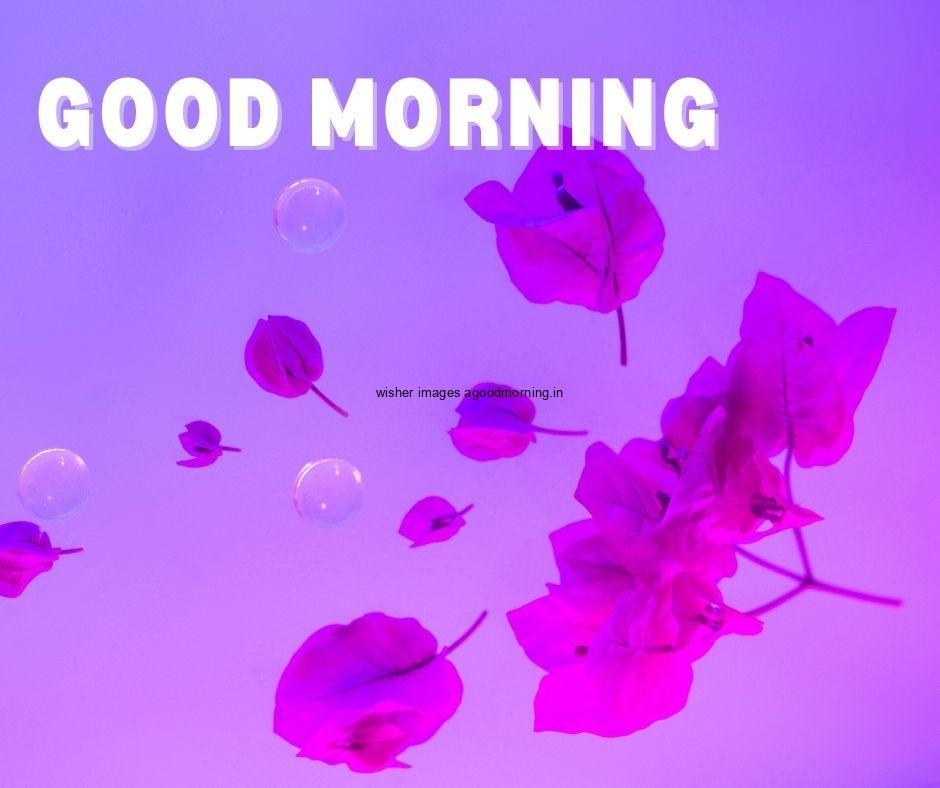 purple flowers placed with background good morning flower image good morning text with white