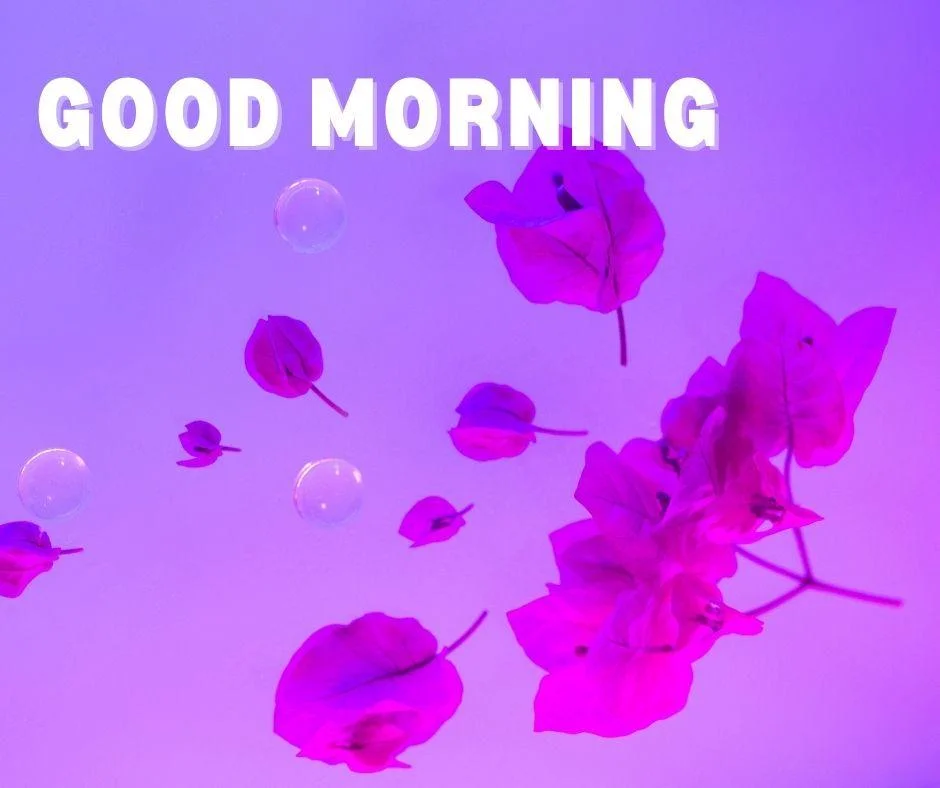 70+ Good Morning Flower Images 58 purple flowers placed with background good morning flower image good morning text with white