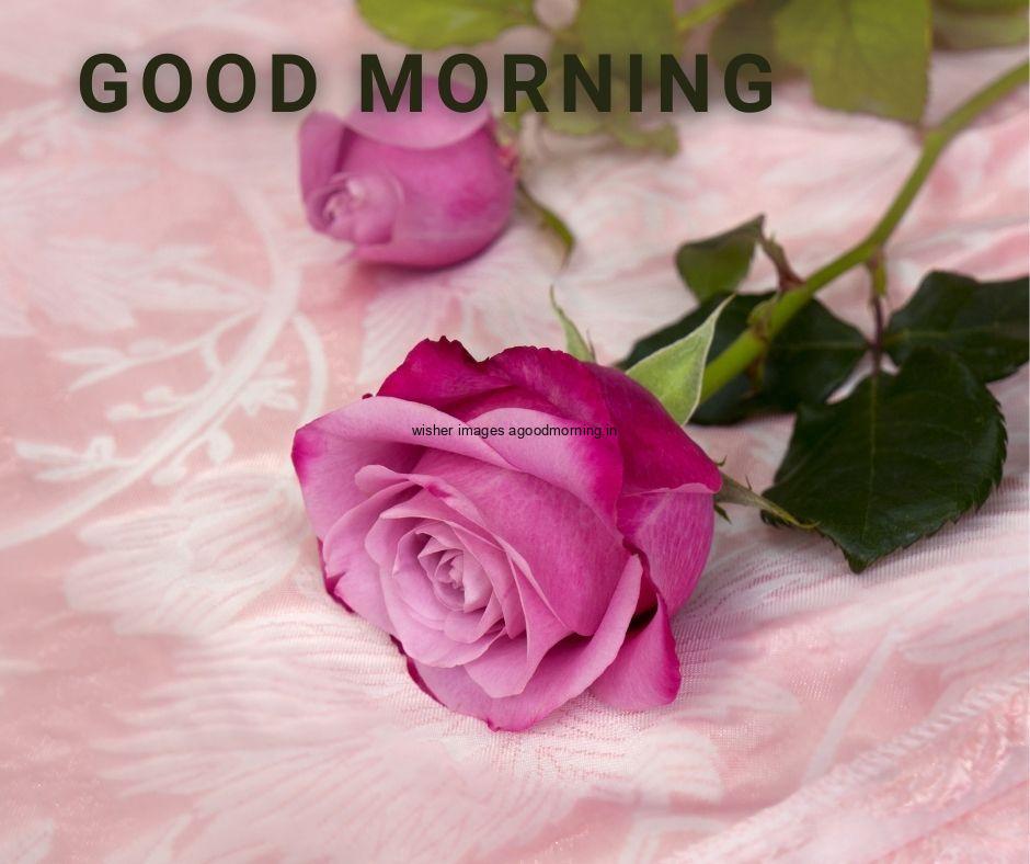 purple-rose-with-pink-background-with-good-morning-quote-is-placed-with-green-teamp 50+ Good Morning Love HD Images Download & share