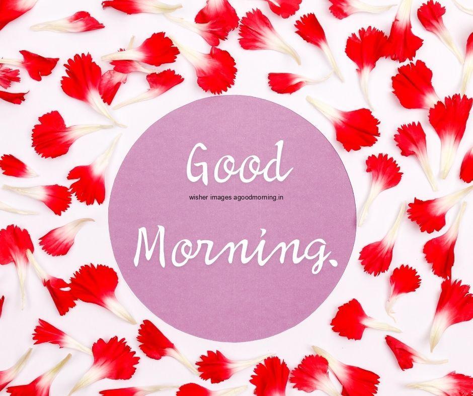 red flowers petals in the middle purple circle good morning images with text