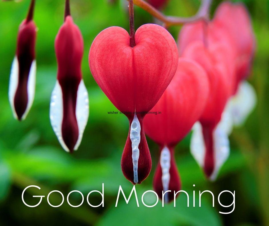 Red heart green background good morning images good morning image