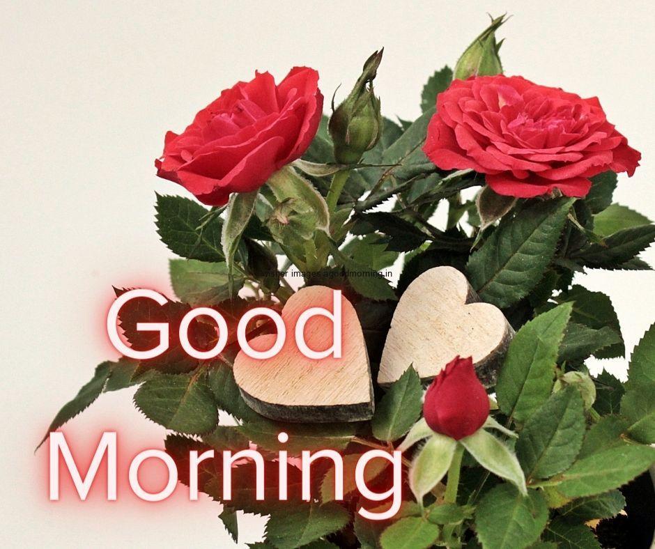 red rose with green leaf in middle two pink heart good morning love images for share and free download