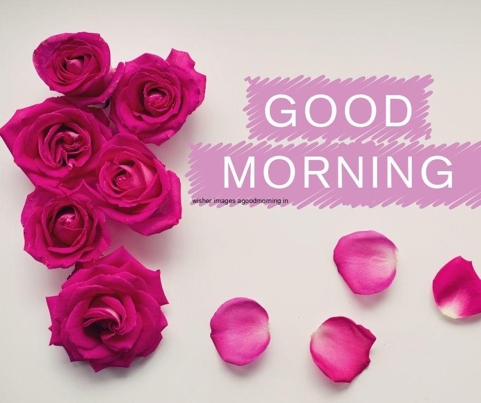 Red roses, grey background with good morning quote is placed with purple background behind the text