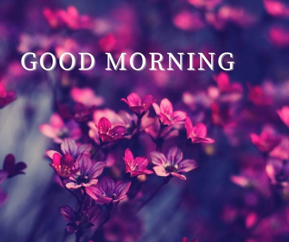 70+ Good Morning Flower Images 61 red with purple flowers the background good morning flower image good morning text with white