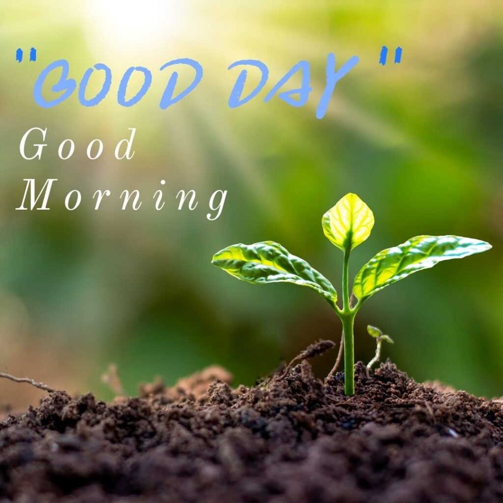 Rising plant with soul good morning quote is placed