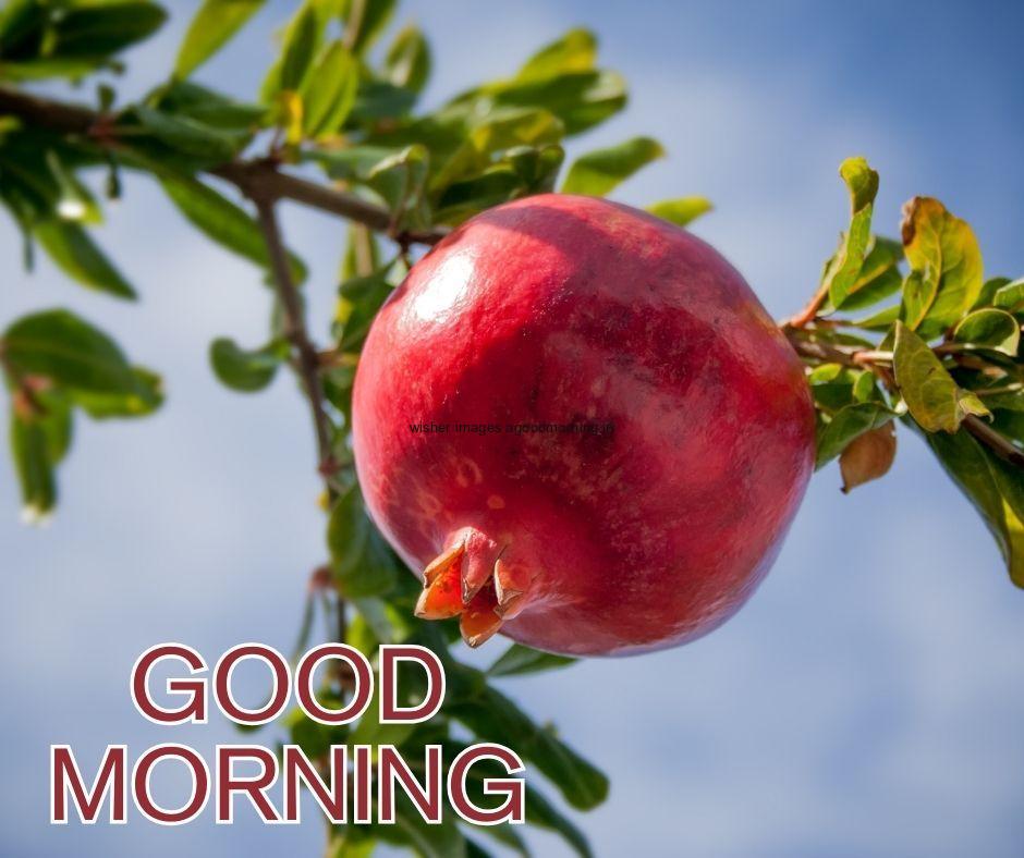 sky with leaf background with pomegranates good morning image text colour red with white border