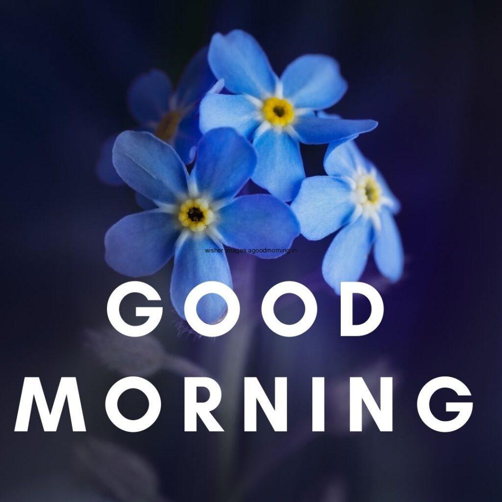 Three blue flowers with green background good morning quote is placed with white colour