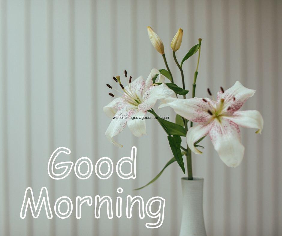 whie flowers in the white vase with grey background good morning flower image