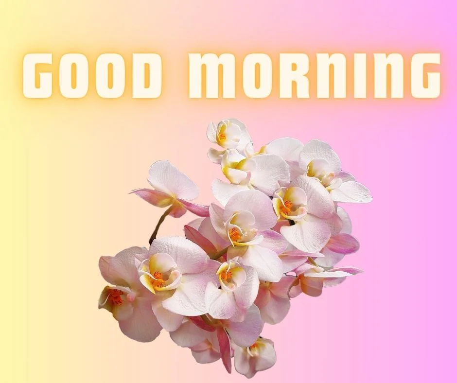 70+ Good Morning Flower Images 64 White with yellow Background good morning flower image good morning golden text