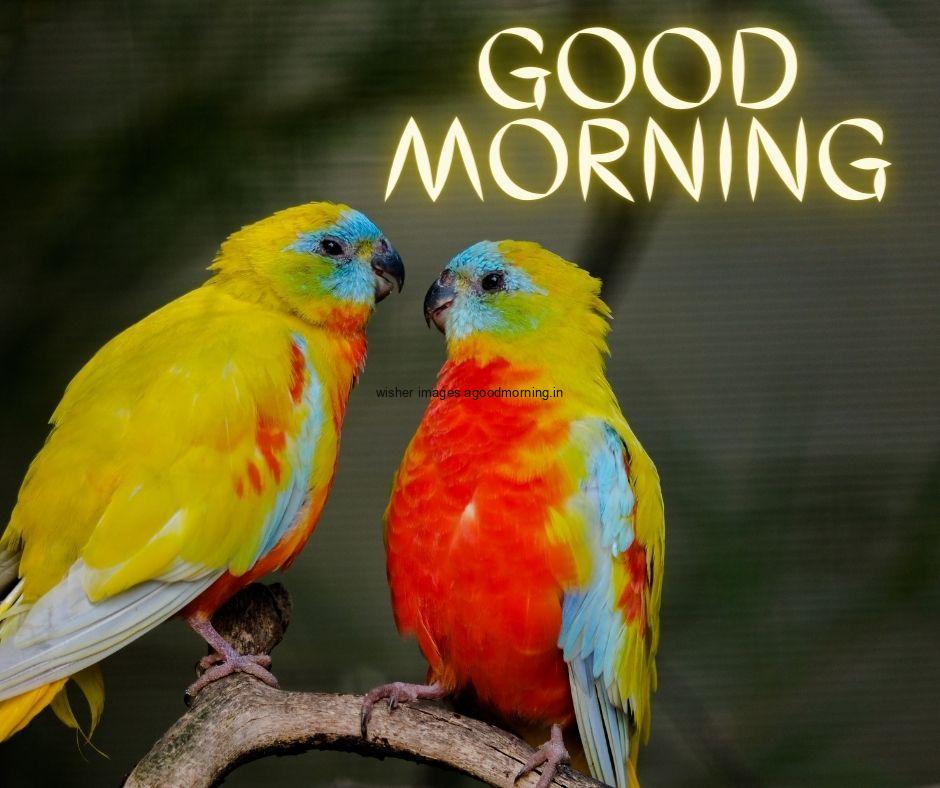 Yellow parrot makes kiss and good morning yellow quote set top