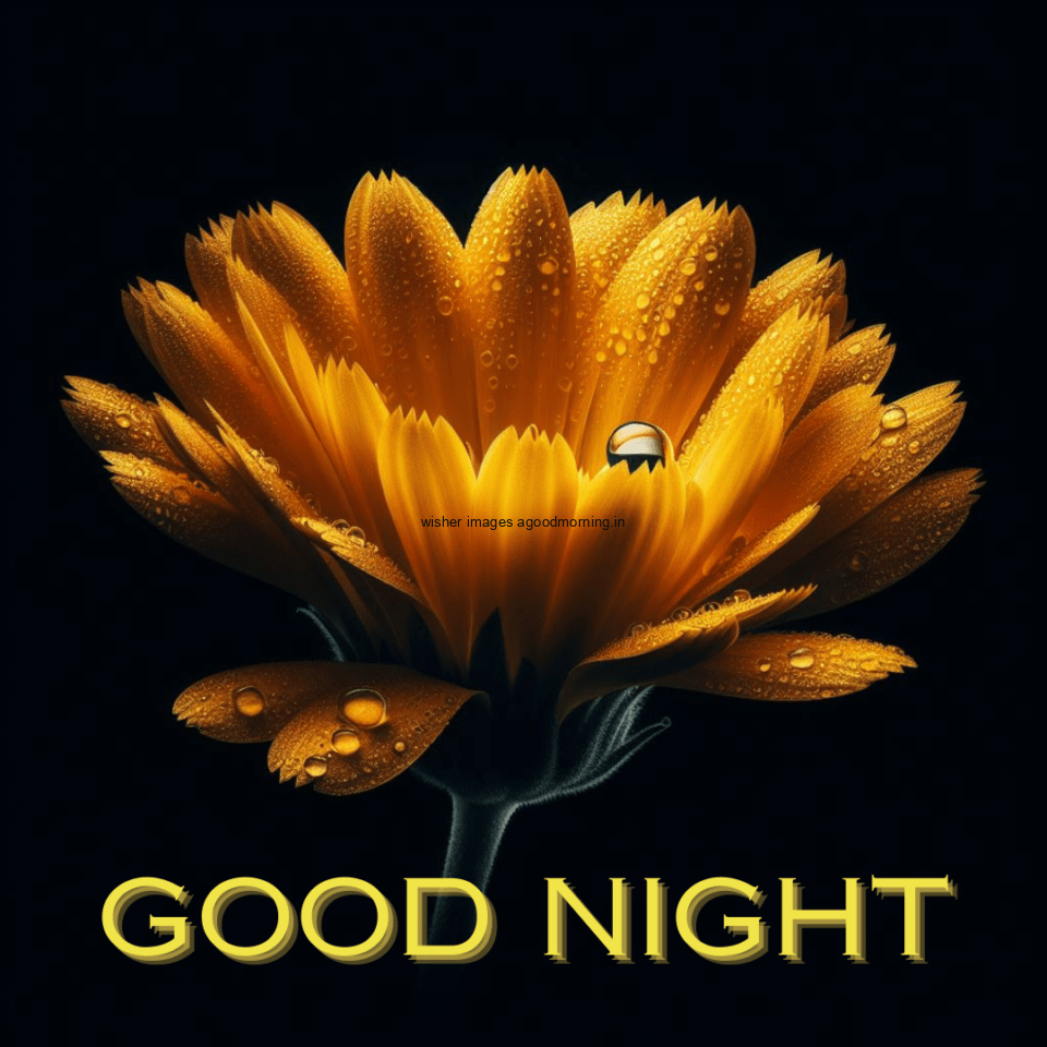 Good Night images with yellow flower with black decors with beautiful background blur effect