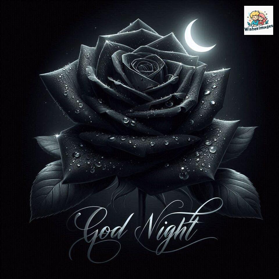 good night rose flower images rose good night images hd ()