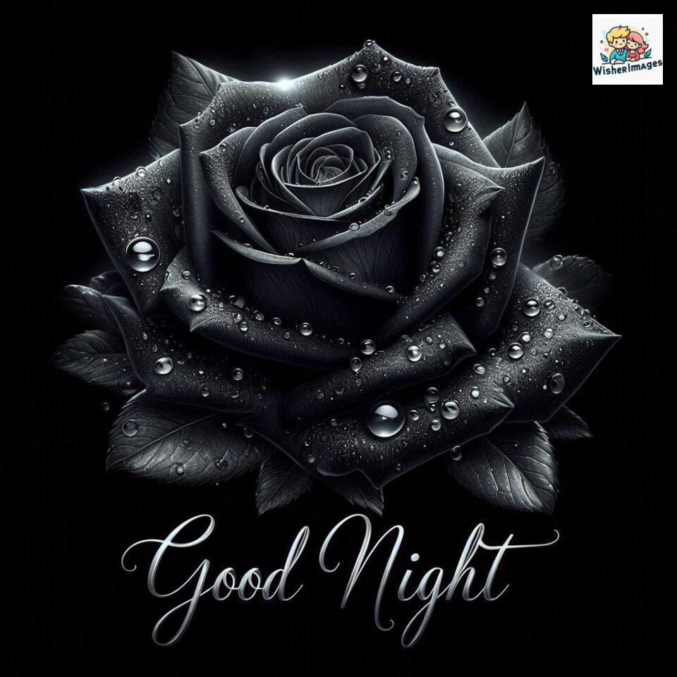 good night rose flower images rose good night images hd ()