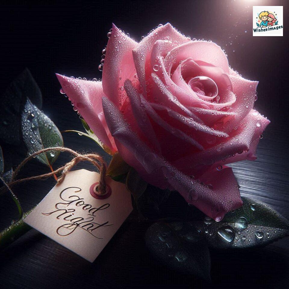 good night rose flower images rose good night images hd ()