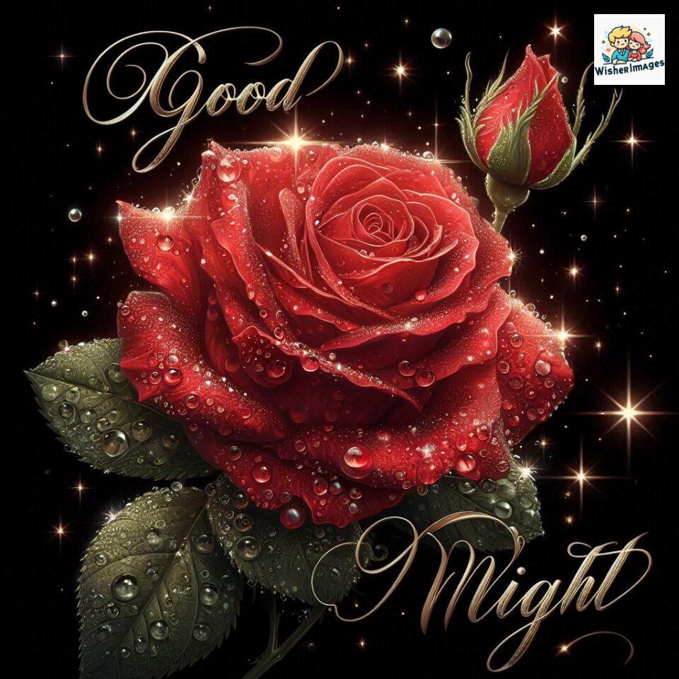 90+ Rose Good Night Images HD- Free Download 42 good night rose flower images rose good night images hd ()