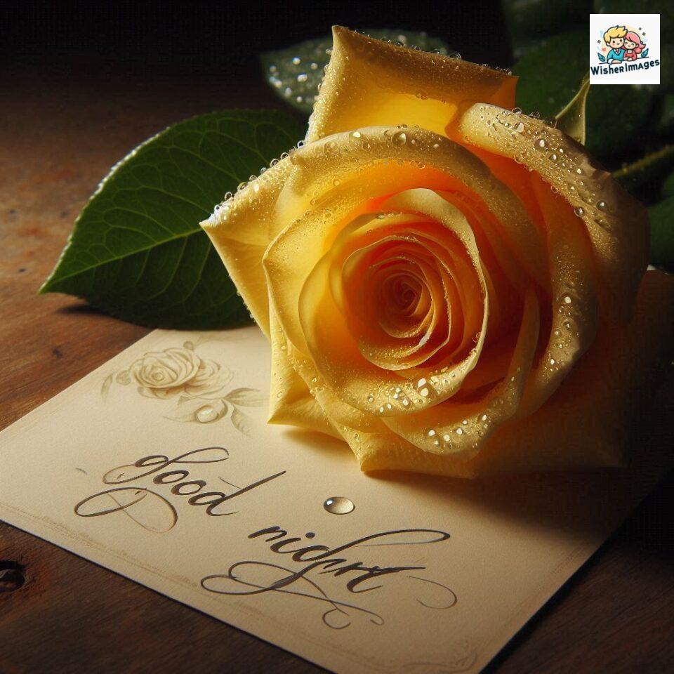 90+ Rose Good Night Images HD- Free Download 80 good night rose flower images rose good night images hd ()