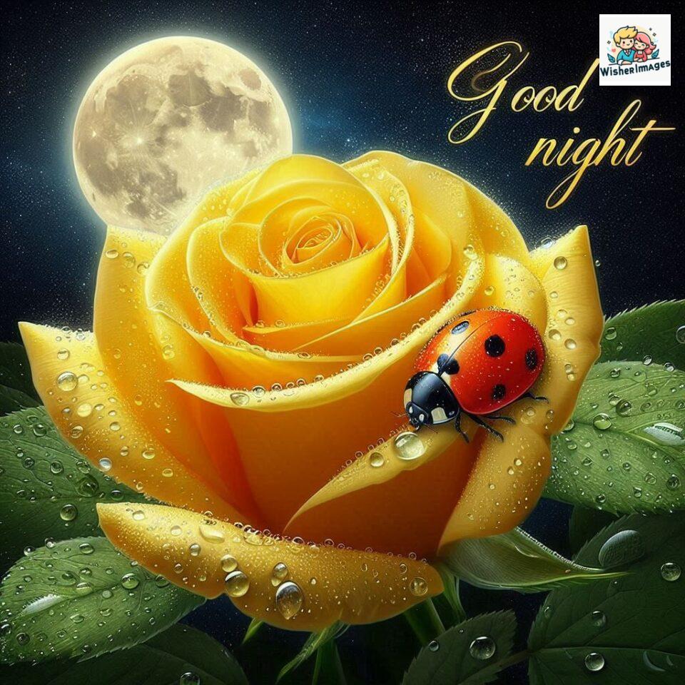 90+ Rose Good Night Images HD- Free Download 97 good night rose flower images rose good night images hd ()
